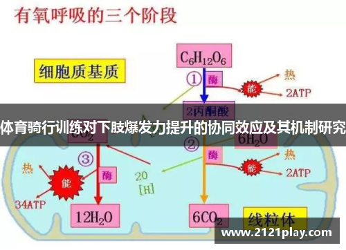 体育骑行训练对下肢爆发力提升的协同效应及其机制研究